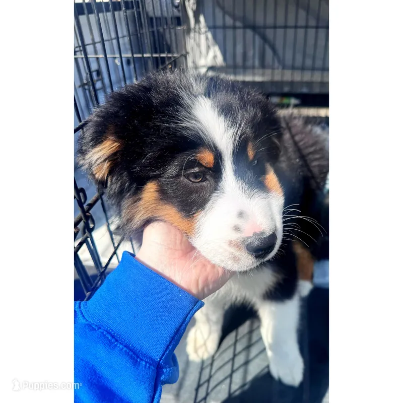  Jack – Australian Shepherd puppy for sale in London, KY