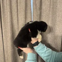  Jack, a male Australian Shepherd for sale in London, KY – Photo 6 of 8