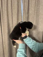 AKC- Jack, a male Australian Shepherd for sale in London, KY – Photo 6 of 8