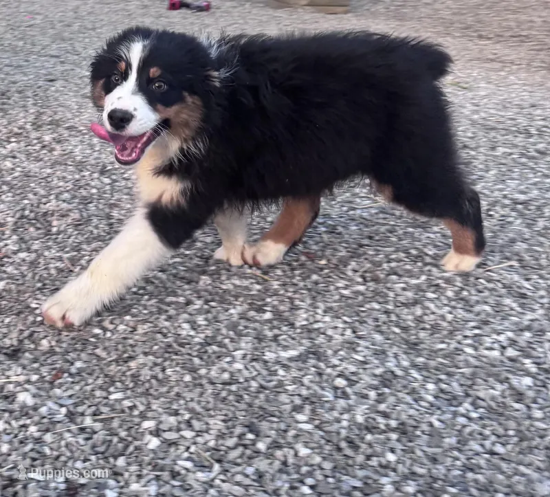  Jack – Australian Shepherd puppy for sale in London, KY