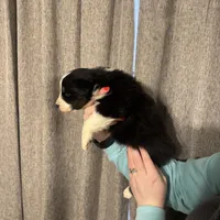  Jack, a male Australian Shepherd for sale in London, KY – Photo 4 of 8