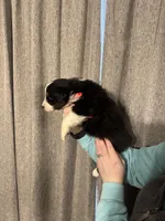 AKC- Jack, a male Australian Shepherd for sale in London, KY – Photo 4 of 8