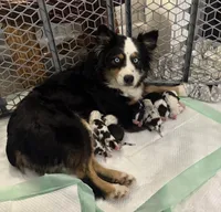 AKC- Jack, a male Australian Shepherd for sale in London, KY – Photo 8 of 8