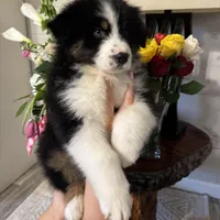  Jack, a male Australian Shepherd for sale in London, KY – Photo 2 of 8