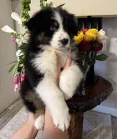 AKC- Jack, a male Australian Shepherd for sale in London, KY – Photo 1 of 8