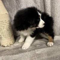  Jack, a male Australian Shepherd for sale in London, KY – Photo 3 of 8