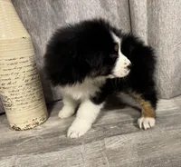 AKC- Jack, a male Australian Shepherd for sale in London, KY – Photo 3 of 8