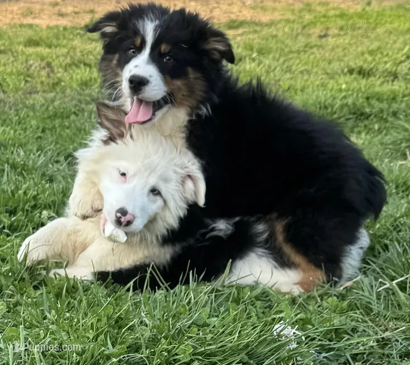  Jack – Australian Shepherd puppy for sale in London, KY