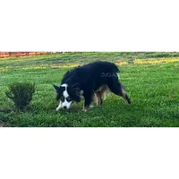Salem , a female Australian Shepherd for sale in London, KY – 2 of 7