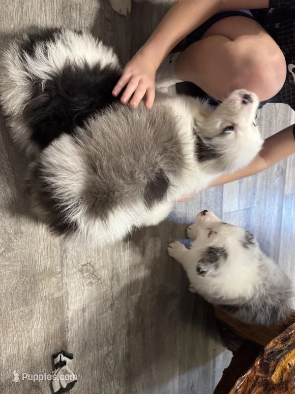 Draft – Australian Shepherd puppy for sale in London, KY