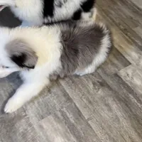 Draft, a male Australian Shepherd for sale in London, KY – Photo 3 of 8