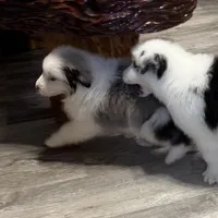 Draft, a male Australian Shepherd for sale in London, KY – Photo 5 of 8