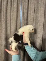 processed/185eab4d-b87b-4e27-9044-636af40995cb/listing/1b39ae8c-345d-4efd-84c8-2a2b07484ebd/8ff675f7-e4be-4f9c-82c7-c13f26fddf0a