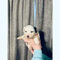 processed/185eab4d-b87b-4e27-9044-636af40995cb/listing/1b39ae8c-345d-4efd-84c8-2a2b07484ebd/a9426e62-d9e6-458f-b9bc-0044ad7a8cd6