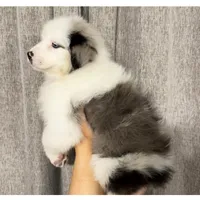 Draft, a male Australian Shepherd for sale in London, KY – Photo 2 of 8