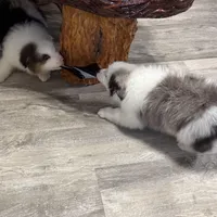 Draft, a male Australian Shepherd for sale in London, KY – Photo 4 of 8