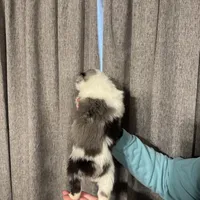 Draft, a male Australian Shepherd for sale in London, KY – Photo 6 of 8