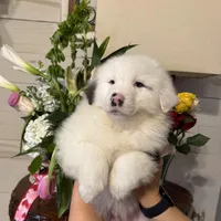  Tankard, a male Australian Shepherd for sale in London, KY – Photo 4 of 8