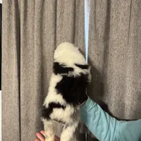  Tankard, a male Australian Shepherd for sale in London, KY – Photo 3 of 8