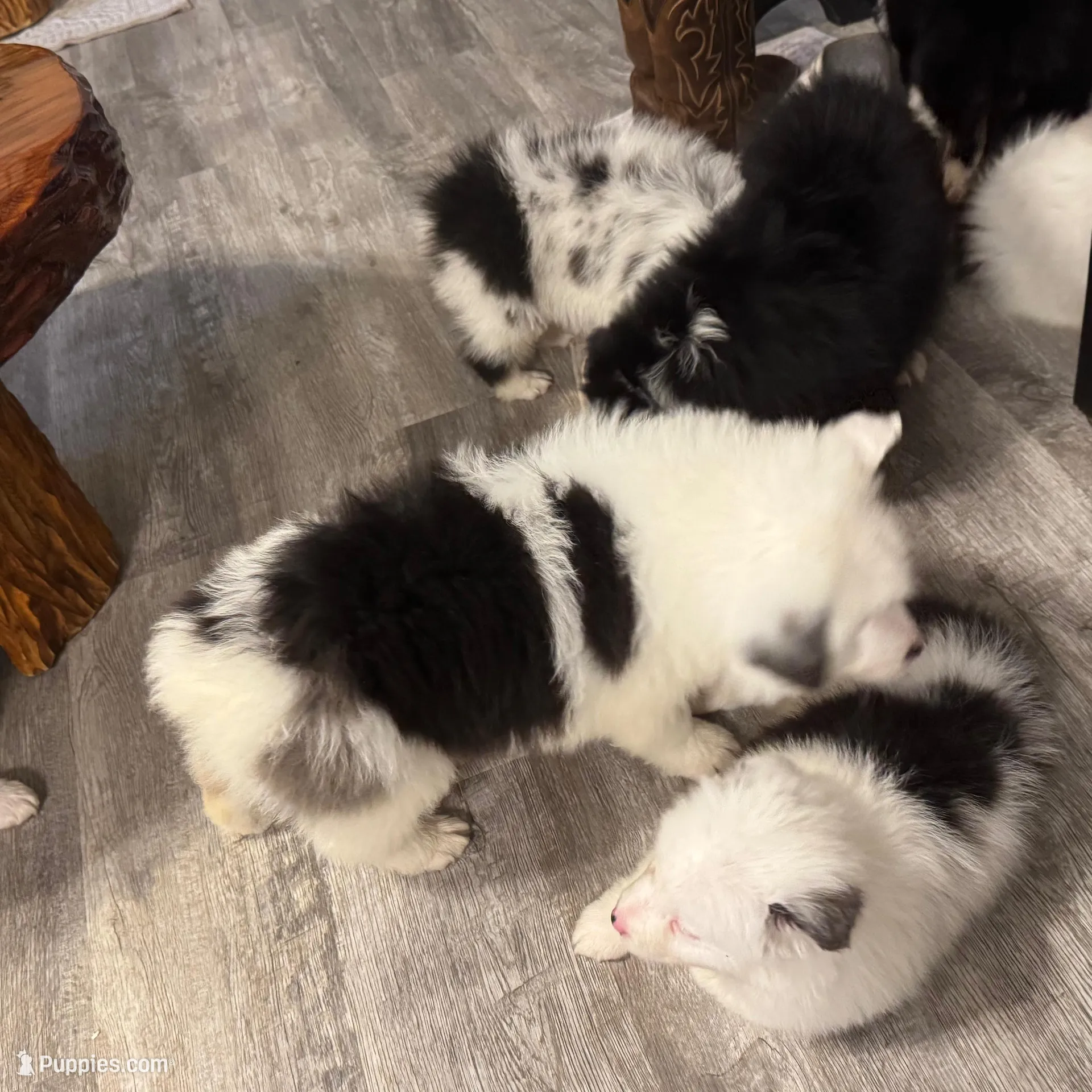 Tankard, a male Australian Shepherd for sale in London, KY – Photo 6 of 8