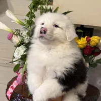  Tankard, a male Australian Shepherd for sale in London, KY – Photo 2 of 8