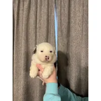 processed/185eab4d-b87b-4e27-9044-636af40995cb/listing/235f032f-aaae-41b1-8205-fa2c7c35f923/9318069e-ff39-4e01-ac06-6bb727919e1a