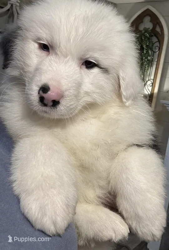  Tankard – Australian Shepherd puppy for sale in London, KY