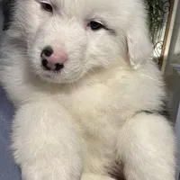  Tankard, a male Australian Shepherd for sale in London, KY – Photo 1 of 8