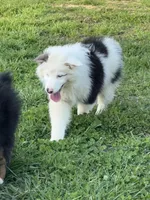 Tank, a male Australian Shepherd for sale in London, KY – Photo 4 of 6