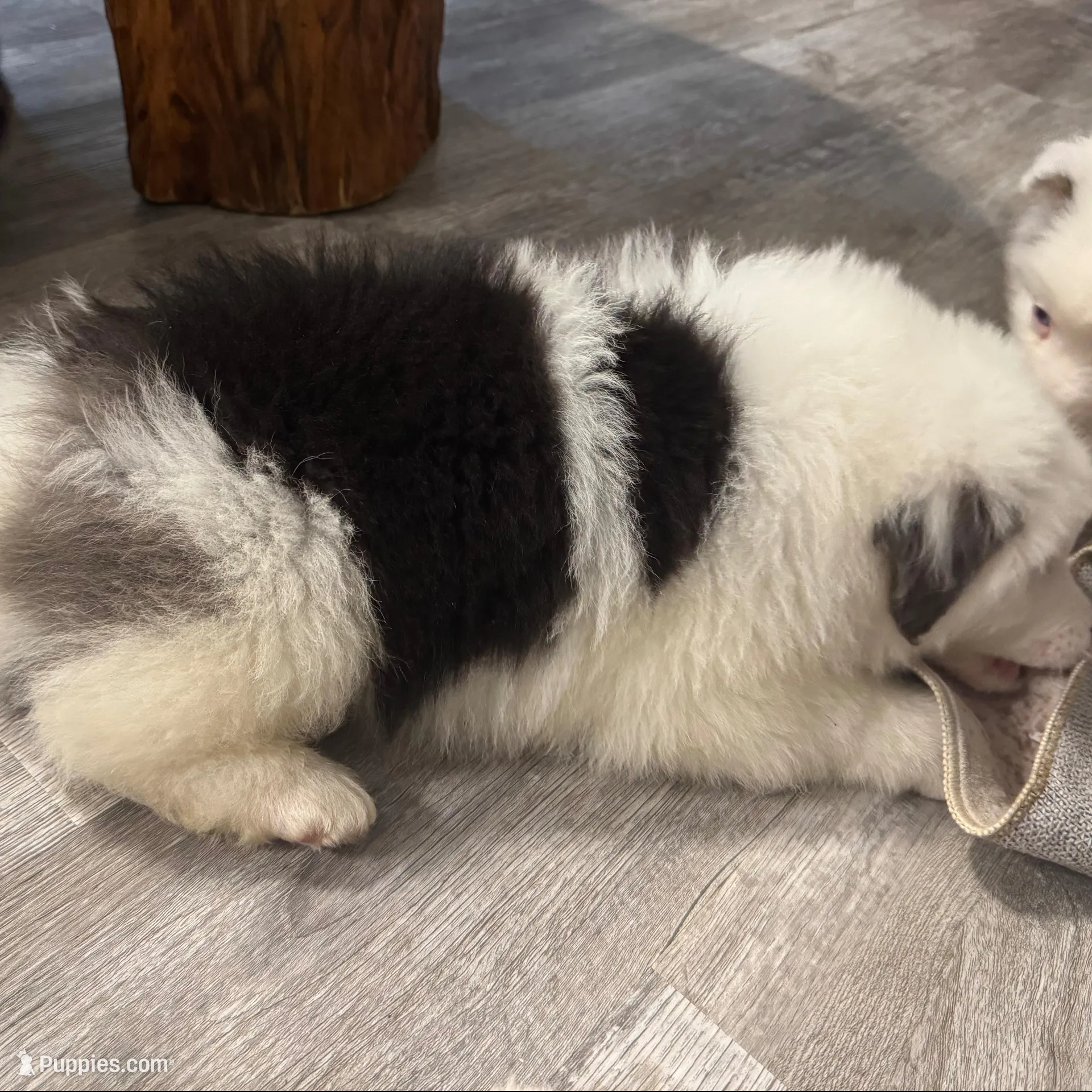  Tankard, a male Australian Shepherd for sale in London, KY – Photo 5 of 8