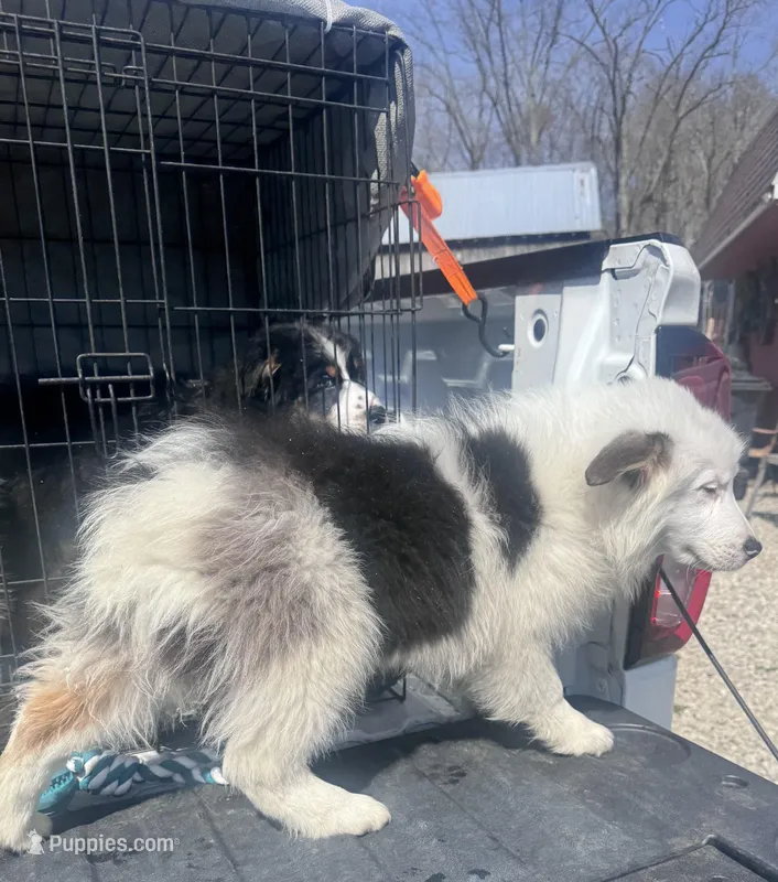 Tank – Australian Shepherd puppy for sale in London, KY