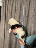 processed/185eab4d-b87b-4e27-9044-636af40995cb/listing/235f032f-aaae-41b1-8205-fa2c7c35f923/dfd2779c-3c33-45f5-bcf7-17c61cac7996