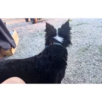 Salem , a female Australian Shepherd for sale in London, KY – 6 of 7