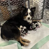 Blue, a female Australian Shepherd for sale in London, KY – Photo 6 of 6