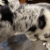 Blue, a female Australian Shepherd for sale in London, KY – Photo 3 of 6