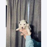 processed/185eab4d-b87b-4e27-9044-636af40995cb/listing/47e20a8e-6343-429f-8462-8648829d34a5/1a02b6af-464d-4da5-83df-f87a972dc3bf