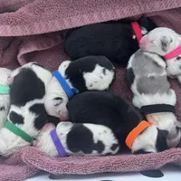 Blue, a female Australian Shepherd for sale in London, KY – Photo 5 of 6