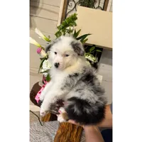 Blue, a female Australian Shepherd for sale in London, KY – Photo 2 of 6