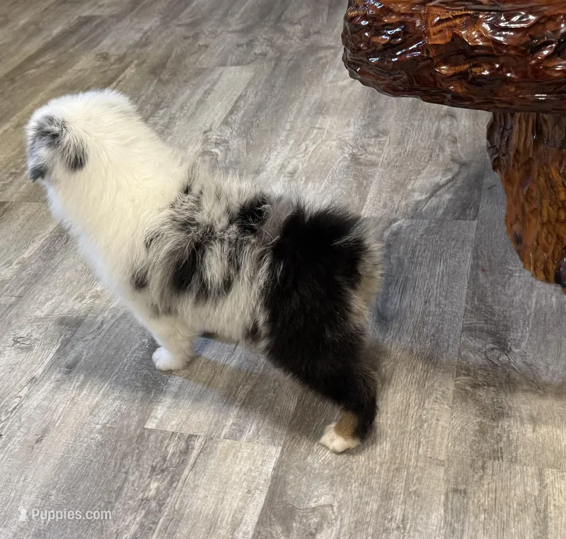Blue – Australian Shepherd puppy for sale in London, KY