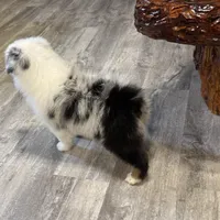 Blue, a female Australian Shepherd for sale in London, KY – Photo 1 of 6