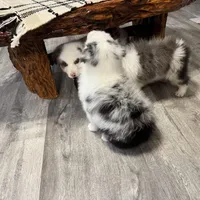 Blue, a female Australian Shepherd for sale in London, KY – Photo 4 of 6