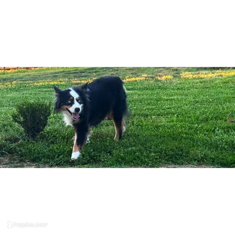 Salem  – Australian Shepherd puppy for sale in London, KY