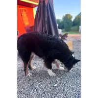 Salem , a female Australian Shepherd for sale in London, KY – 5 of 7