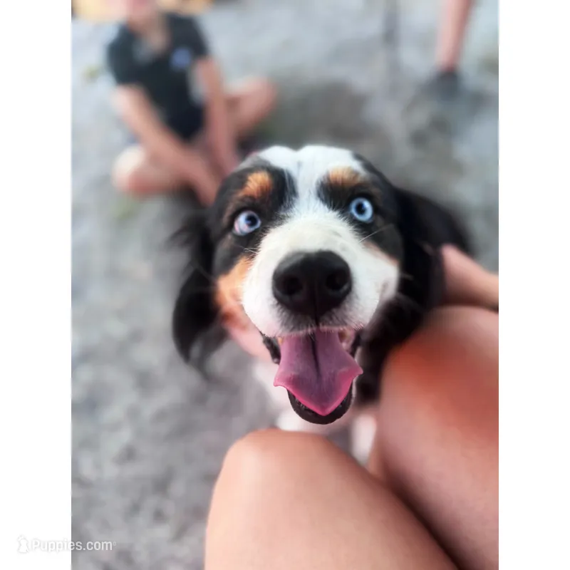 Salem  – Australian Shepherd puppy for sale in London, KY