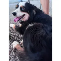 Salem , a female Australian Shepherd for sale in London, KY – 3 of 7
