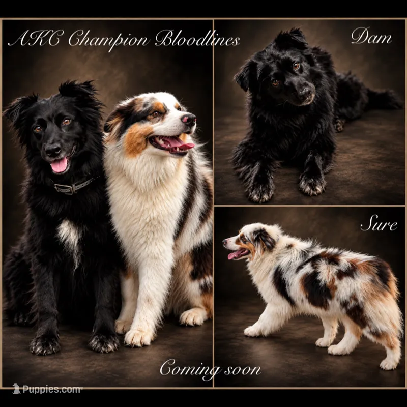 2026 Litter  – Australian Shepherd puppy for sale in London, KY