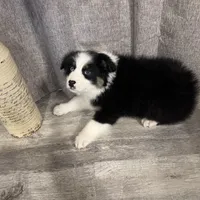 Daniel’s , a male Australian Shepherd for sale in London, KY – Photo 4 of 8