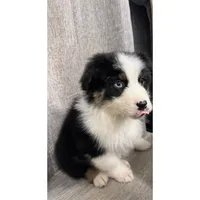 Daniel’s , a male Australian Shepherd for sale in London, KY – Photo 2 of 8