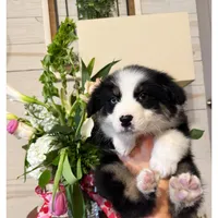 Daniel’s , a male Australian Shepherd for sale in London, KY – Photo 3 of 8