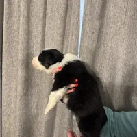 Daniel’s , a male Australian Shepherd for sale in London, KY – Photo 5 of 8